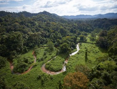 Ιστορίες που παραμένουν ακόμη μυστήρια της ζούγκλας (βίντεο)